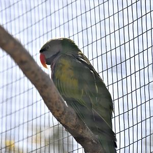 Javan moustached parakeet