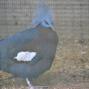'Scheepmaker's crowned pigeon'