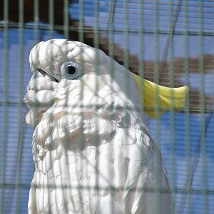 Triton cockatoo