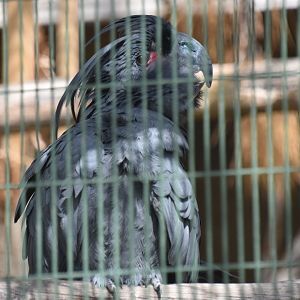 Goliath palm cockatoo
