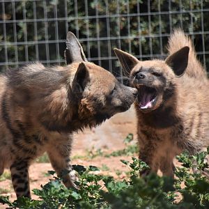 Striped hyena cub and mother
