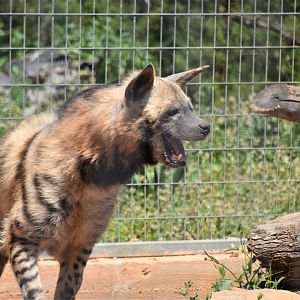 Laughing hyena