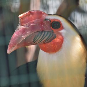 Writhed hornbill portrait