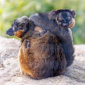 Collard Lemurs / 8-4-22 / Hamerton