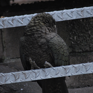 Sleeping on the Job? - Bristol Zoo 2022