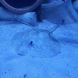 ID Ray Help - SeaWorld Orlando - Journey to Atlantis Aquarium