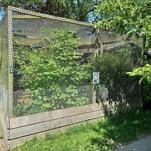 Aviary Vietnamese pheasant