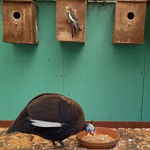 Helmeted guineafowl and Cockatiel