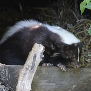 Stiped skunk