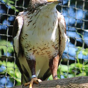 Ferruginous hawk