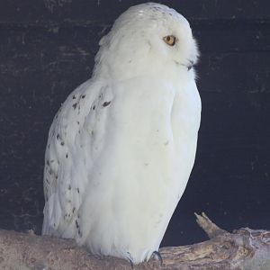 Snowy owl