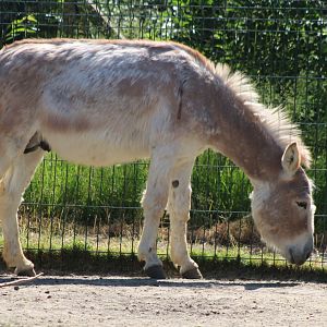 Some Donkey-breed