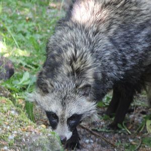 Raccoon dog