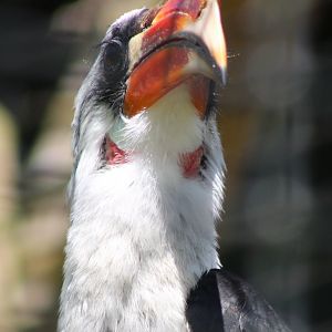 Von der Decken's hornbill