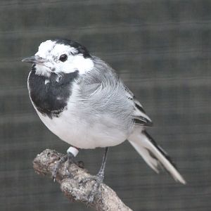 Pied wagtail - adult