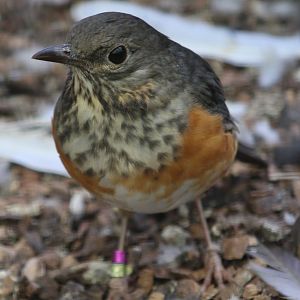 Black-breasted thrush