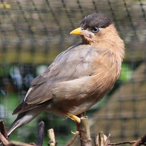 Brahminy starling - juvenile