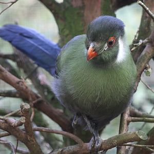 White-cheeked touraco