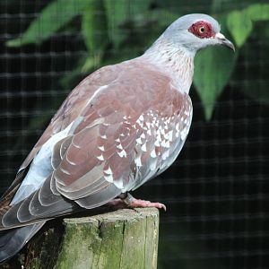 Speckled pigeon