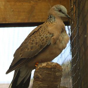 Spotted dove