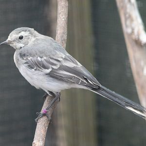 Pied wagtail - juvenile