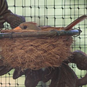 Incubating Northern cardinal
