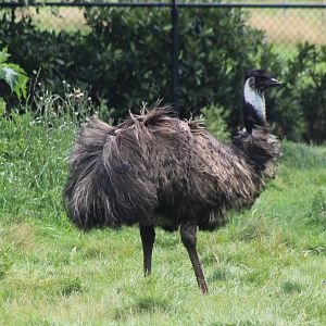 Emu