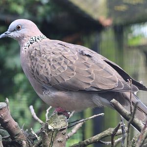 Spotted dove