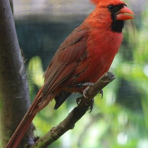 Northern cardinal