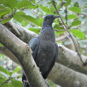 Pigeon ID?