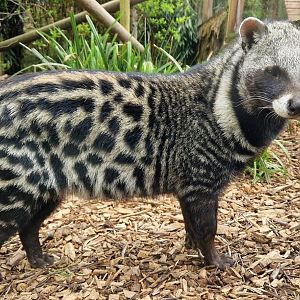 African Civet