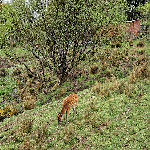Sitatunga habitat