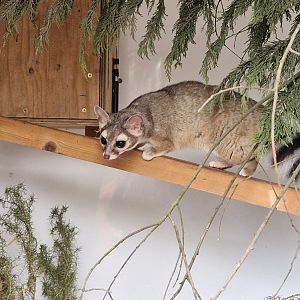 Ringtail