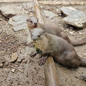 Smooth-coathed Otter