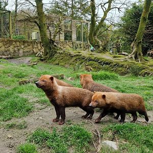 Bush dogs
