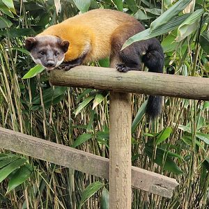 Yellow-throated Marten