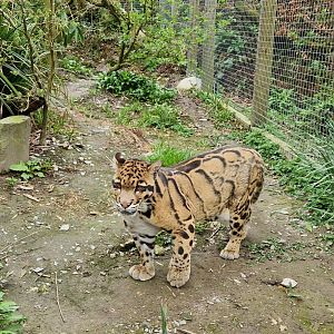 Clouded Leopard