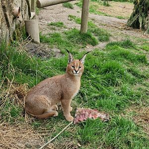 Young Caracal