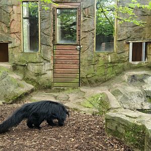 Indochinese Binturong