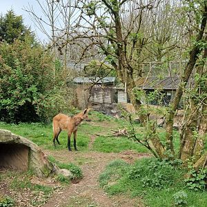 Maned Wolf