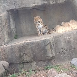 Amur Leopard