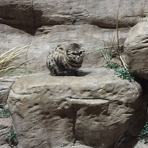 Black footed Cat