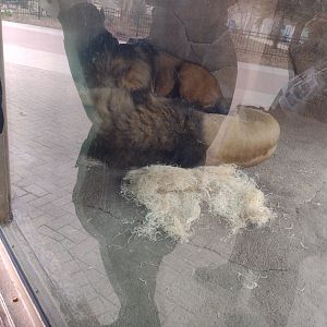 Sleeping lion brothers