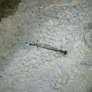 Rambur's Forktail