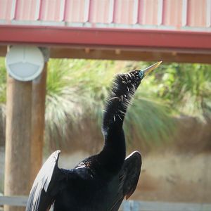 Anhinga