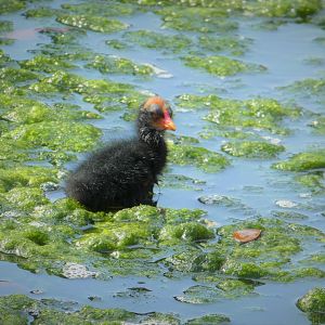 North American Common Gallinule Chick