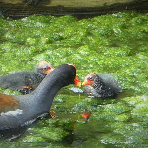 North American Common Gallinule with Chicks