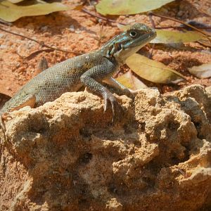 Peter's Rock Agama