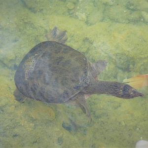 Florida Softshell Turtle