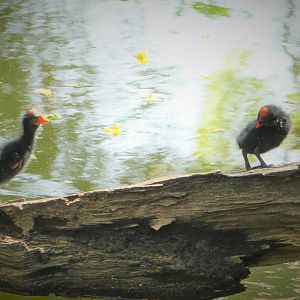 North American Common Gallinule Chicks